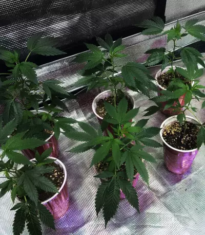 Gelato 33 feminized seeds (Advanced Seeds)