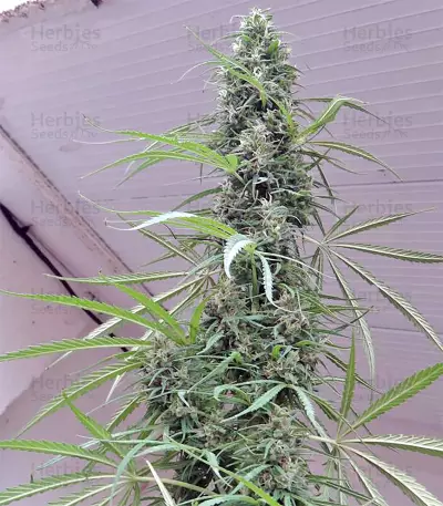 Golden Tiger Regular seeds