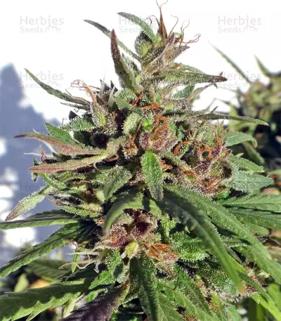Honduras Seeds