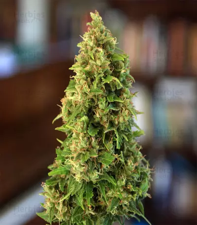 Jack Diesel Express Auto feminized seeds