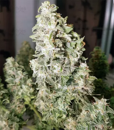 Northern Cheese Haze Auto Seeds