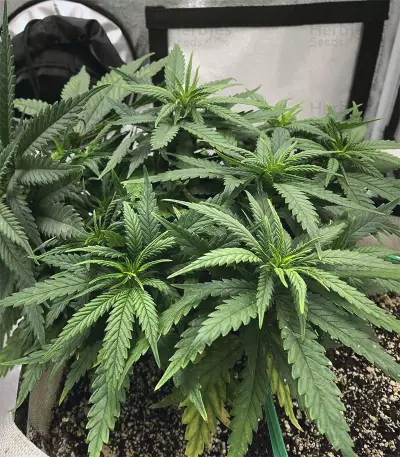 Northern Light x Big Bud Early Harvest feminized seeds