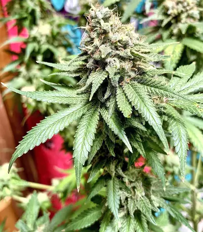 Northern Lights Seeds (Sensi Seeds)