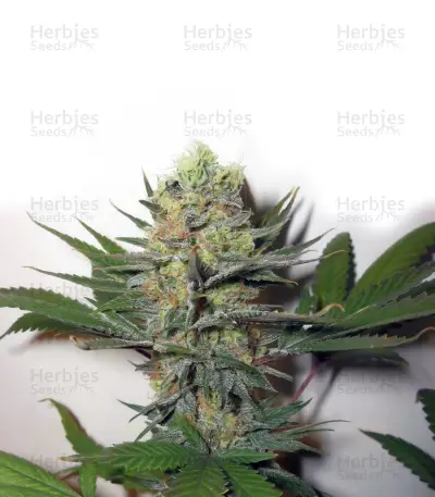 Ortega regular seeds