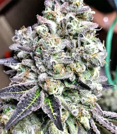 Panama D.C. Seeds