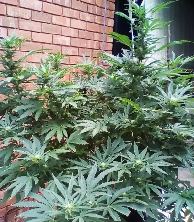 Pineapple Express Seeds (G13 Labs)
