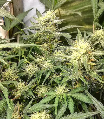 Semi femminizzati di Pineapple