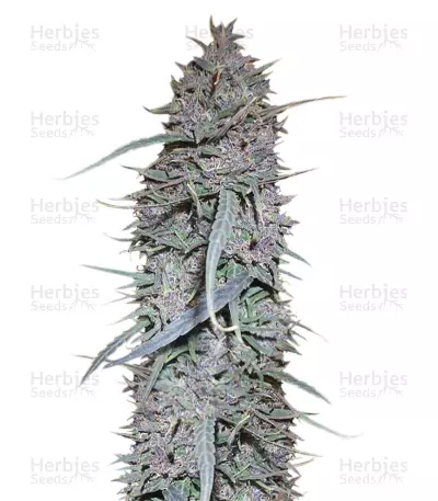Graines de cannabis Purple Haze x Malawi Regular (Ace Seeds)