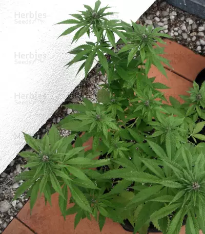 Purple Punch feminized seeds (Seedstockers)