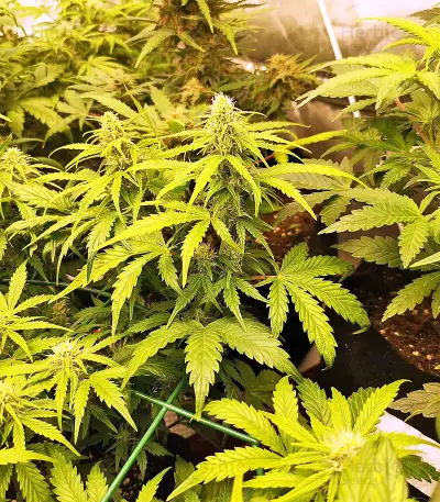 Ripley's OG Auto strain