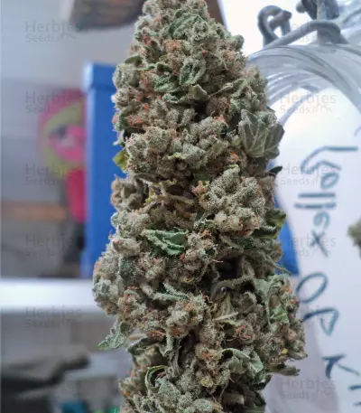 Rollex OG Kush Seeds