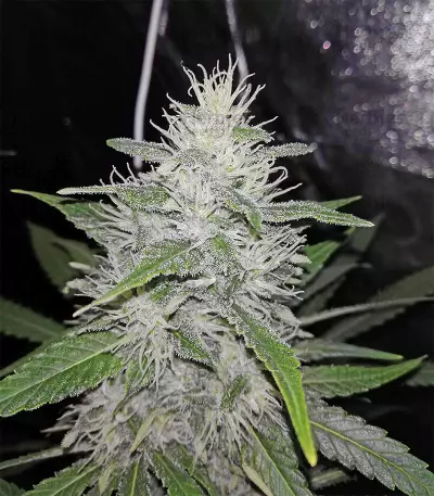 Sideral feminized seeds