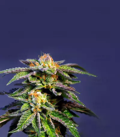 So G Kush Soma Seeds
