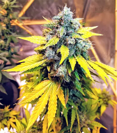 Sticky Fingers Autoflower (Seedstockers)
