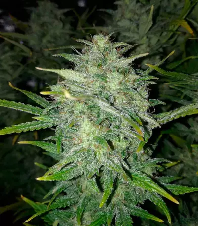 Graines de cannabis Super Critical Auto (GHS)