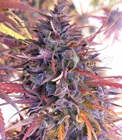 Thai Chi feminized seeds