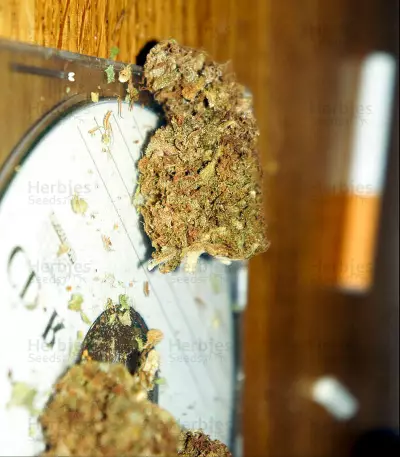 Yumbolt regular seeds