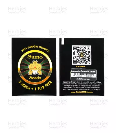 Amnesia Ganja Haze Auto feminized seeds