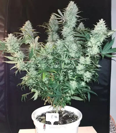 Amnesia Lemon Kush Seeds (Original Sensible Seeds)