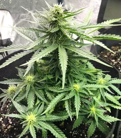Auto Gelato (Female Seeds)