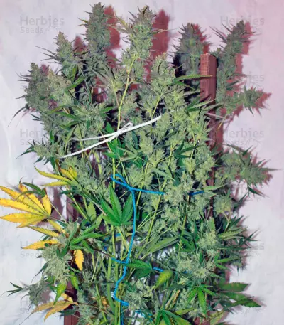 Auto Wappa Seeds