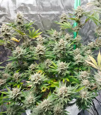Banana Bomb Seeds