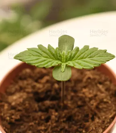 Blue Angel strain