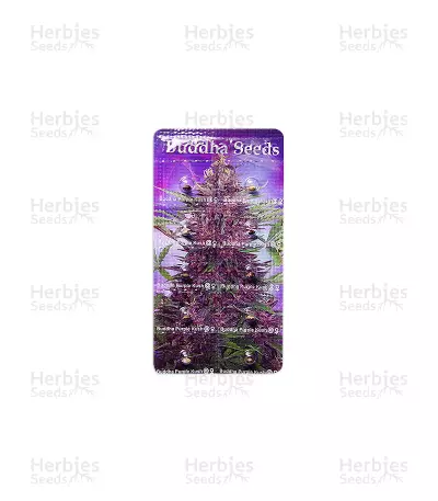 Buddha Purple Kush Auto feminized seeds