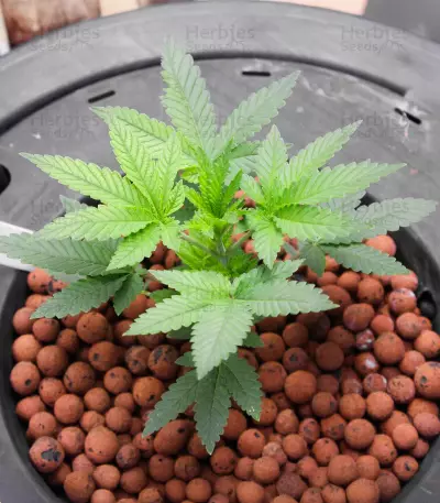 Californian Gold Seeds