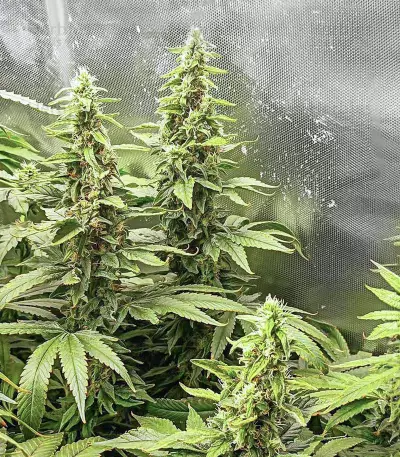 Critical Amnesia Feminized Seeds (AlphaFem Seeds)