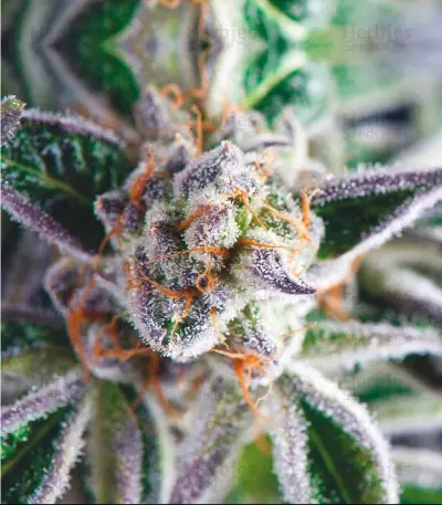Graines de cannabis Do-Si-Dos (Pyramid Seeds)