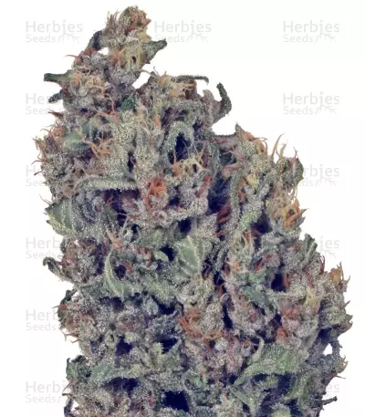 Graines de cannabis Dutch Cheese (Dutch Passion)
