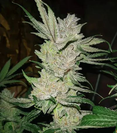 Eleven Roses Early Version Seeds (Delicious Seeds)