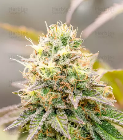 Girl Scout Cookies (Barney's Farm)