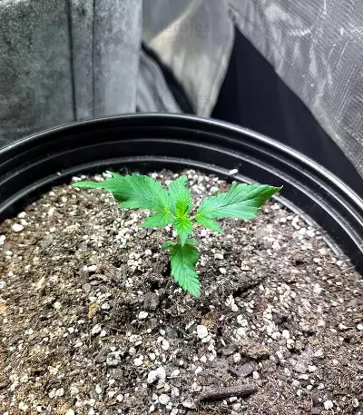 Graines de cannabis Girl Scout Cookies (Blackskull Seeds)