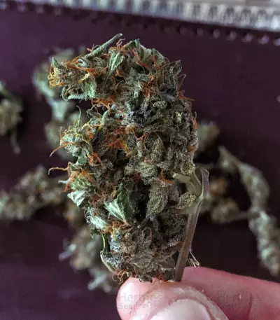 Glue Gelato Auto Seeds