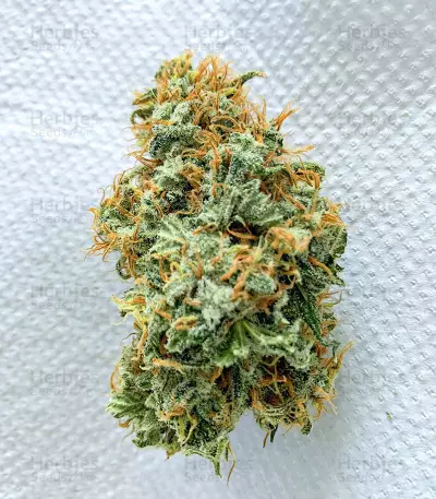 Glue Sherbert Seeds (AlphaFem Seeds)