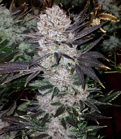 God's Glue Seeds (Ministry Of Cannabis)