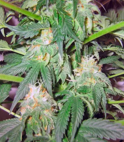 Great White Shark Seeds