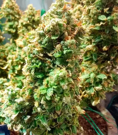 Green Crack Auto Seeds