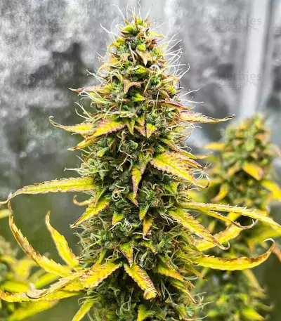 Kosher Kush 66 Autoflower Feminized Seeds (EGS)