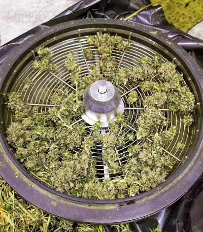 Kush 'N' Cookies CBD (Garden of Green Seeds)