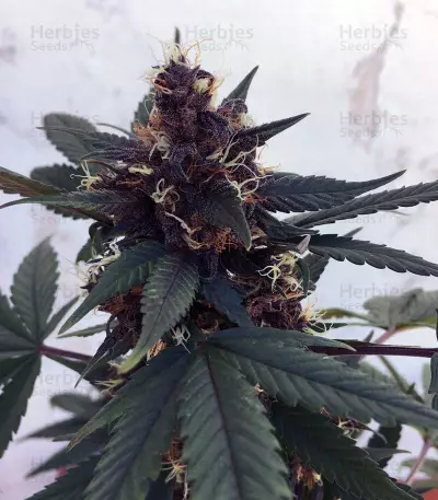 Purple Bud Seeds
