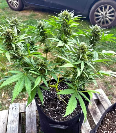 Semi a Fioritura Rapida Purple Lemonade FF (Fast Buds)