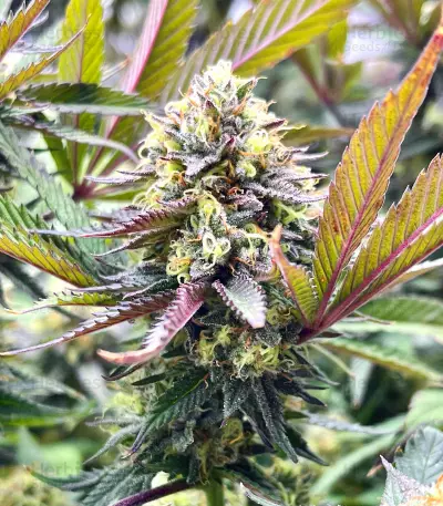 Semi a Fioritura Rapida Purple Lemonade FF (Fast Buds)