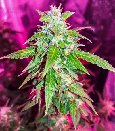 Quarter Pounder Autoflower Feminized Seeds (EGS)
