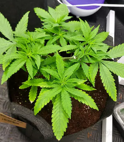Red Hot Cookies Seeds (Sweet Seeds)