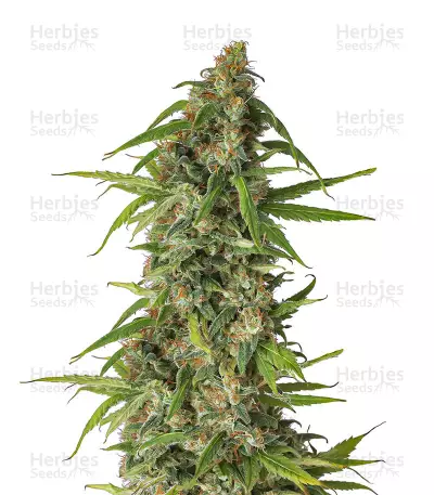 Runtz feminized seeds