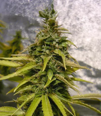 Afghan regular seeds (Spliff Seeds)