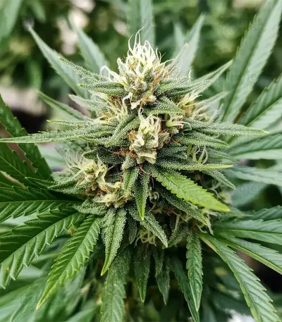 Afghan Skunk (Expert Seeds)
